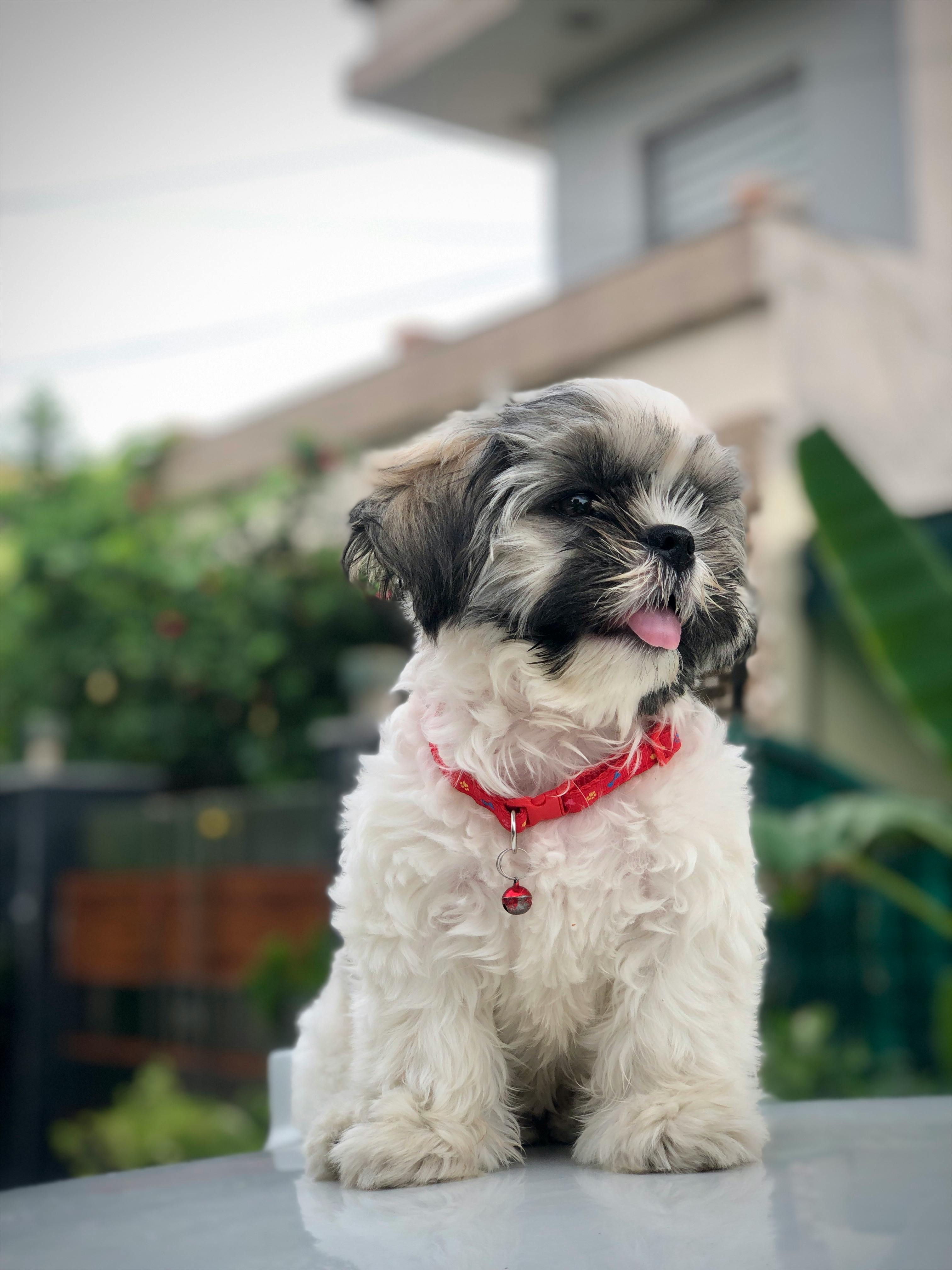 Happy dog